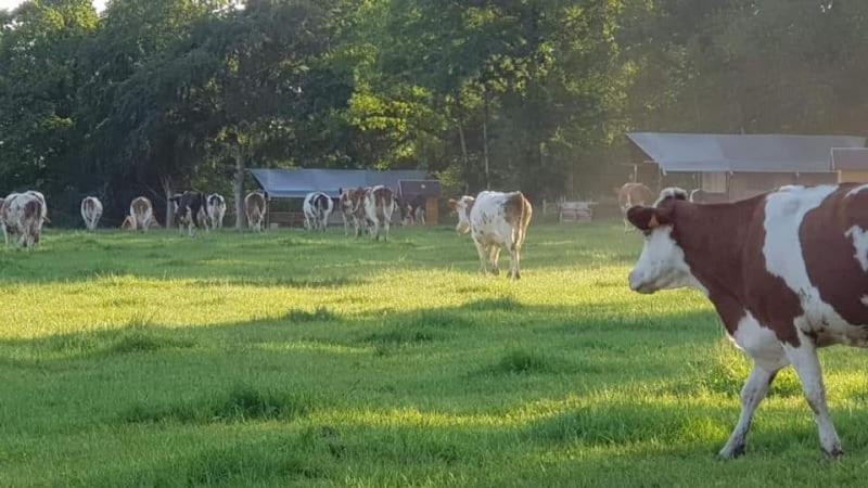 Glamping Des 2 Marguerites Hotel Bazoches-au-Houlme Kültér fotó